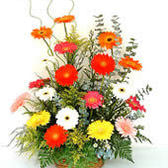 Jardindegerberas_small