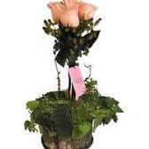 Topiario_felicidades_small