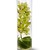 Transparencia20de20orquideas_mini