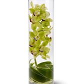 Transparencia20de20orquideas_small