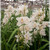 Orquidea_blanca_mini