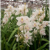 Orquidea_blanca_small