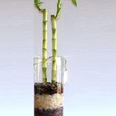 Bambu1_small
