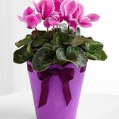 Pc05_330x370_small